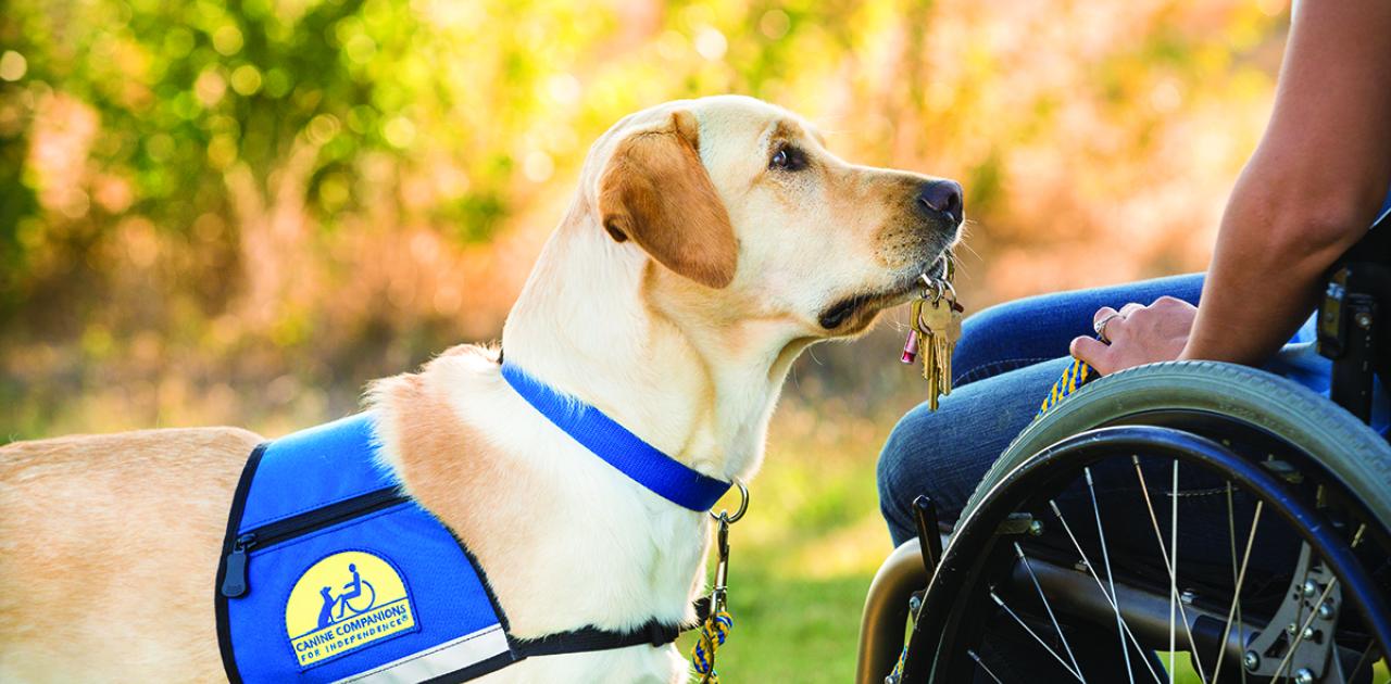 Meet Canine Companions at the Auction to Benefit NADA Foundation